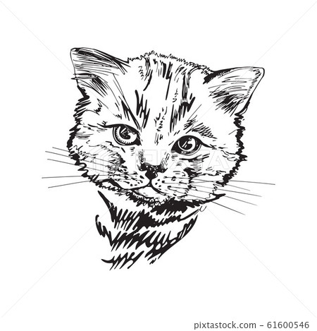 Portrait of a cat. Black and white graphics. Sketch drawing. 61600546