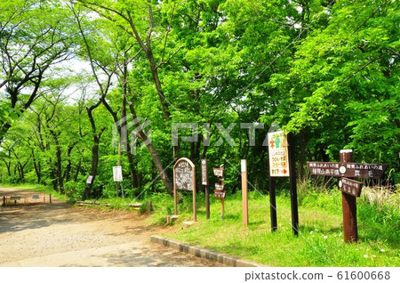 Fresh green hiking course at Hadanoyama Park in Hadano 61600668