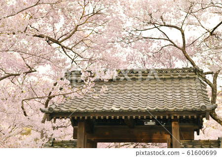 [Ina City, Nagano Prefecture] Cherry blossoms at Takato Castle Ruins Park 61600699