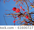 Red flowers blooming branch and sunny sky stock photo 61600727