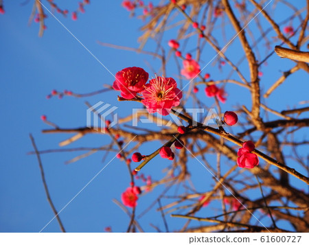 紅色花朵盛開的分支和晴朗的天空正版照片 61600727