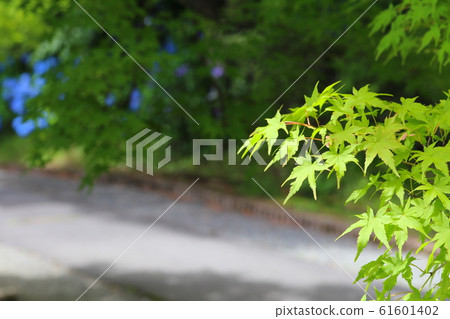 Fresh green maple leaf and hydrangea 61601402