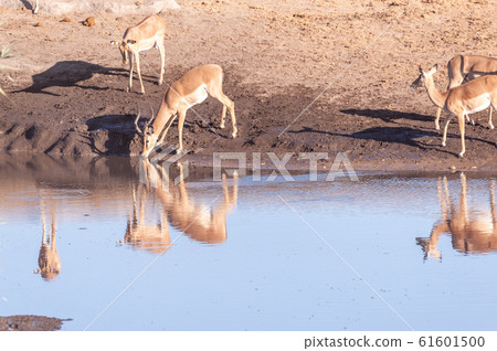 Impalas drinking from a waterhole 61601500