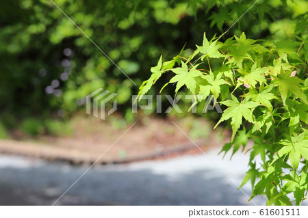 新鮮的綠色楓葉 新鮮的綠色楓葉 61601511