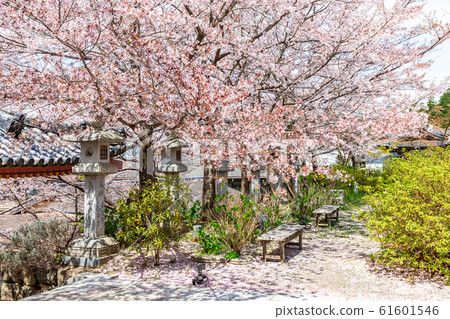 奈良津寶阪寺的鳥羽和櫻花 61601546