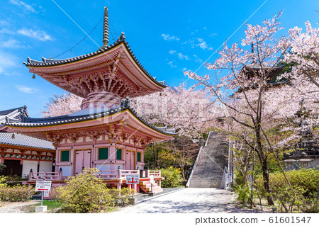 Tahoto and Sakura Nara Tsubosakaji 61601547