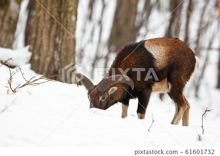 Mouflon ram feeding with head down in snow standing in forest in wintertime. 61601732