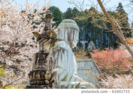 坪坂石佛像和櫻花 61601733