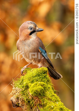 Vertical composition of Eurasian jay sitting on moss covered trunk in forest 61601738