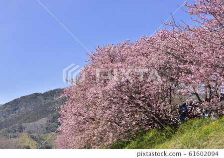 [Spring image] "Izu Kawazu-cho, Shizuoka Prefecture" Kawazu Sakura Festival 61602094