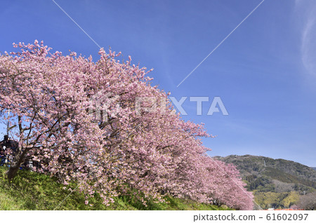 [Spring image] "Izu Kawazu-cho, Shizuoka Prefecture" Kawazu Sakura Festival 61602097
