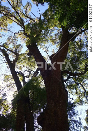 Taiki, Kinomiya Shrine, Kusunoki Taiki, Kinomiya Shrine, Kusunoki 61602127