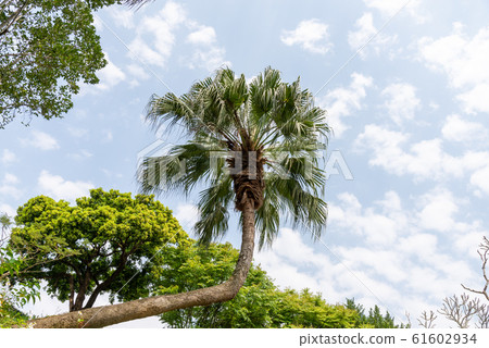 植物 樹 樹木 61602934