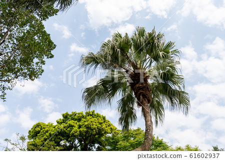 Plant tree trees Plant tree trees 61602937