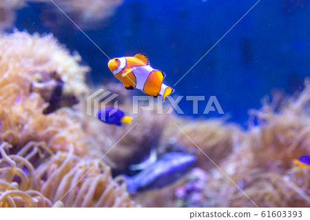 Clownfish living together with anemones Clownfish living together with anemones 61603393