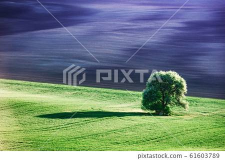 Rural landscape with field and tree Rural landscape with field and tree 61603789