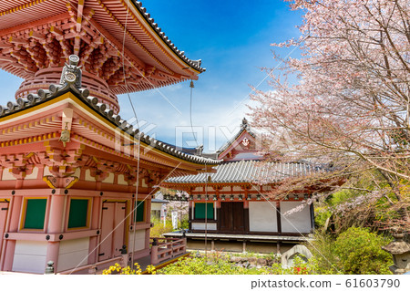 Tahoto and Sakura Nara Tsubosakaji Tahoto and Sakura Nara Tsubosakaji 61603790