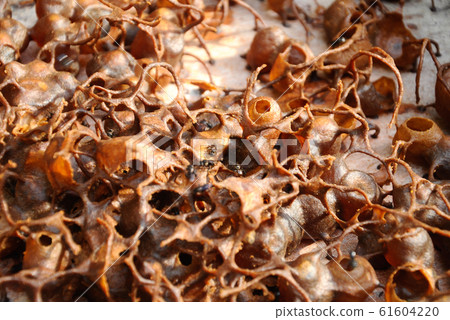 Nest entrance for sting less bee or local tongue call kelulut Nest entrance for sting less bee or local tongue call kelulut 61604220