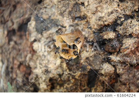 Nest entrance for sting less bee or local tongue call kelulut Nest entrance for sting less bee or local tongue call kelulut 61604224