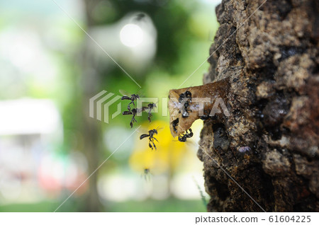 Nest entrance for sting less bee or local tongue call kelulut Nest entrance for sting less bee or local tongue call kelulut 61604225