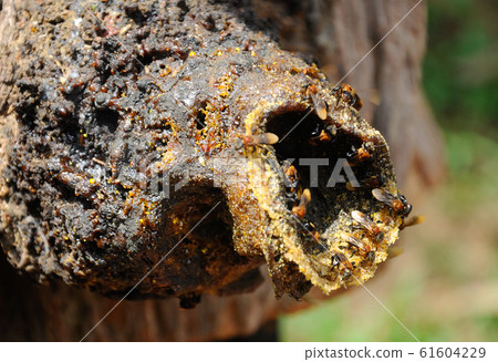 Nest entrance for sting less bee or local tongue call kelulut Nest entrance for sting less bee or local tongue call kelulut 61604229