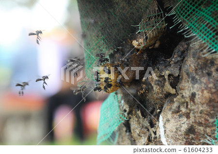 Nest entrance for sting less bee or local tongue call kelulut Nest entrance for sting less bee or local tongue call kelulut 61604233