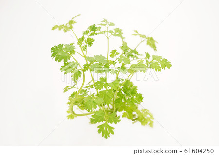 細葉芹 61604250