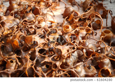 Inside nest of sting less bee or local tongue call kelulut Inside nest of sting less bee or local tongue call kelulut 61604280