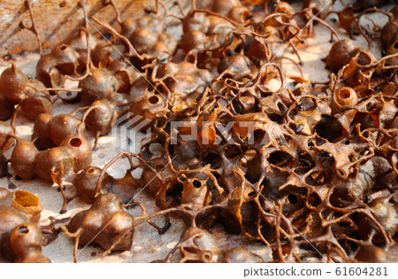 Inside nest of sting less bee or local tongue call kelulut Inside nest of sting less bee or local tongue call kelulut 61604281