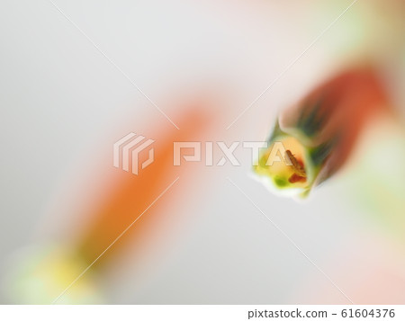 漂亮的蘆薈花 61604376