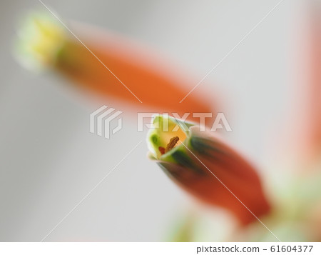 漂亮的蘆薈花 61604377