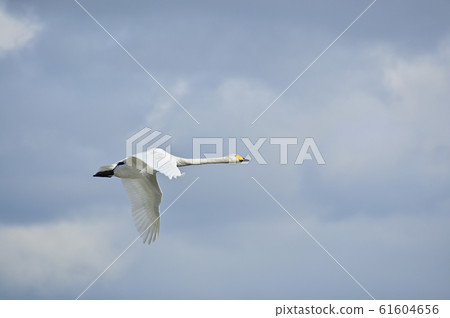 Swans flying in the sky Swans flying in the sky 61604656
