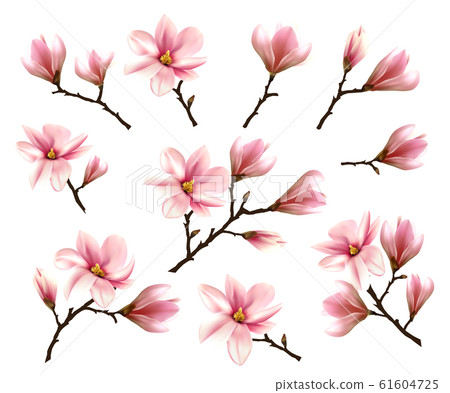 Big Collection with Branches of Pink Magnolia. 61604725