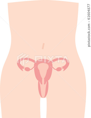 Illustration of the human body uterus internal organs genital organs 61604877