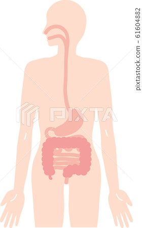 Illustration of human body esophagus, stomach and intestine internal organs digestive organ Illustration of human body esophagus, stomach and intestine internal organs digestive organ 61604882