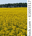 北海道安培的油菜田 61605517