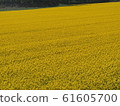 北海道安培的油菜田 61605700