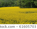 北海道安培的油菜田 61605703