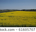 北海道安培的油菜田 61605707