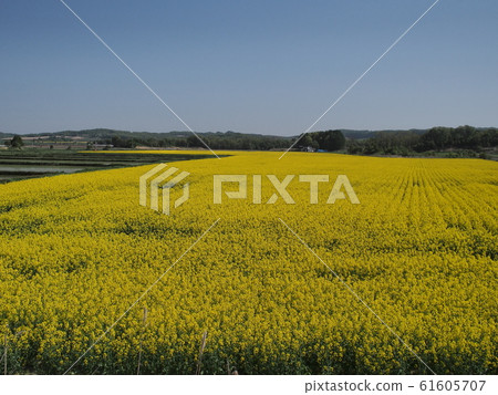 北海道安培的油菜田 61605707