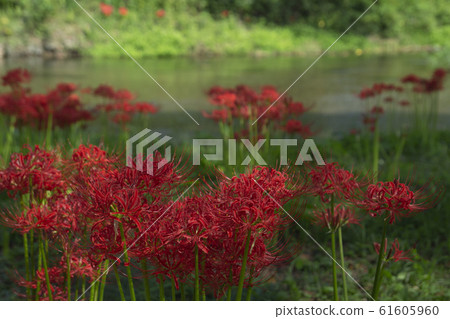 A cluster amaryllis that blooms on the river side 61605960
