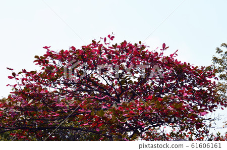 Indian almond tree be changing leaves color from green to red 61606161
