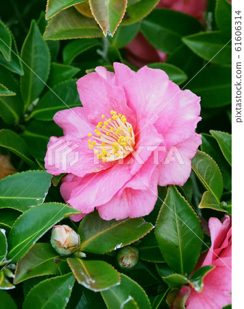 Beautiful sasanqua (sasanqua) (natural texture) Beautiful sasanqua (sasanqua) (natural texture) 61606314