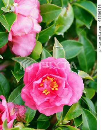 Beautiful sasanqua (sasanqua) (natural texture) Beautiful sasanqua (sasanqua) (natural texture) 61606316