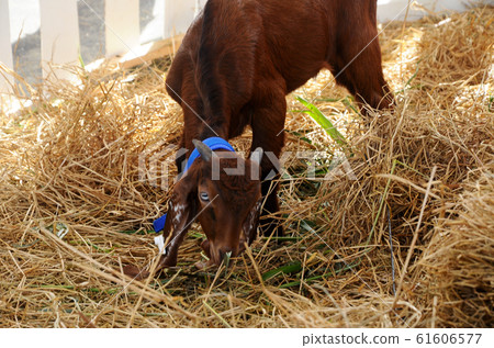 Goats in the barn. This goat from a good breeder and bred for sale. Goats in the barn. This goat from a good breeder and bred for sale. 61606577