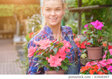 Young woman gardening in greenhouse.She selecting 61606907