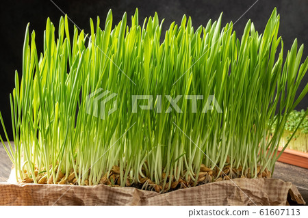 Freshly grown barley grass blades on a table Freshly grown barley grass blades on a table 61607113