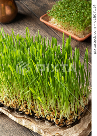 Freshly grown barley grass on a wooden table 61607114