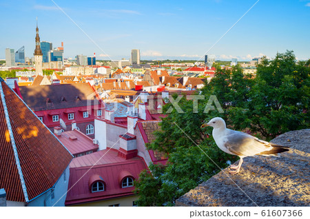 Seagull Old Town Tallinn Estonia Seagull Old Town Tallinn Estonia 61607366