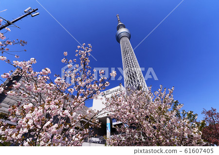 Tokyo Sky Tree and Cherry Tree Tokyo Sky Tree and Cherry Tree 61607405
